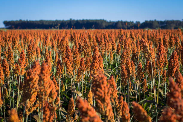istock Sorghum Plantation industry 695685262
