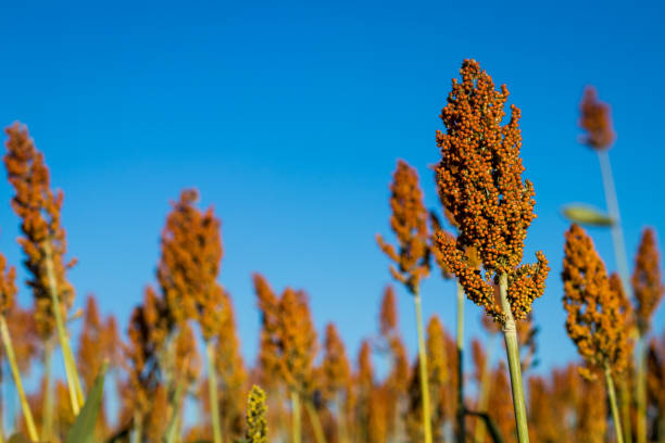 istock Sorghum Plantation industry 695686410