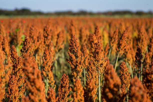 istock Sorghum Plantation industry 695686634