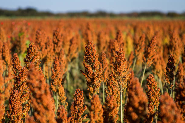 istock Sorghum Plantation industry 695688746