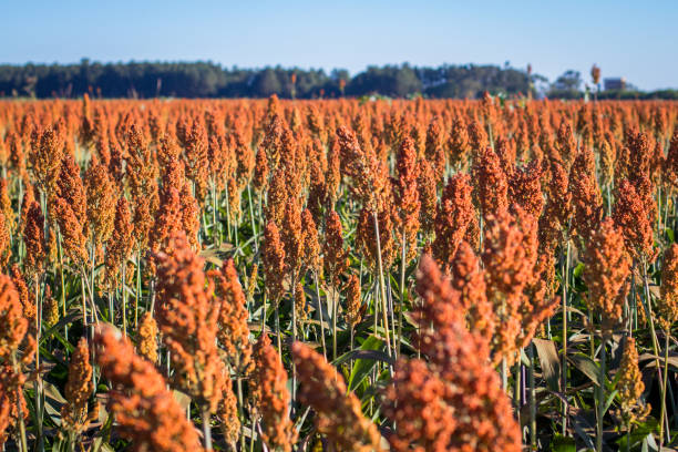istock Sorghum Plantation industry 695690180