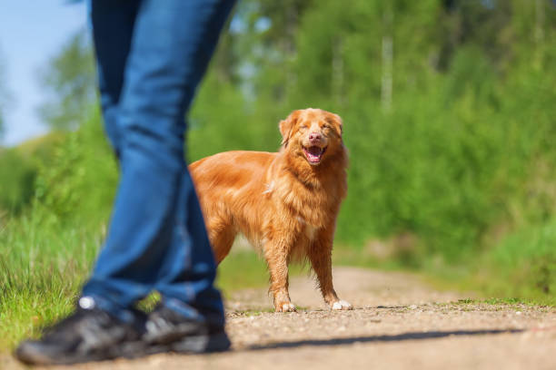 istock woman with a Nova Scotia Duck Tolling Retriever 695697592