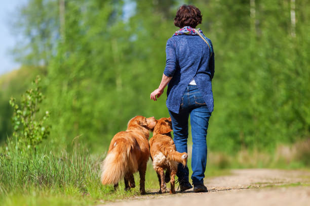 istock mature woman with two dogs on a forest path 695697614