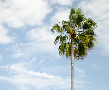 Palm tree with a blue sky background.  Copy space.  Soft focus.