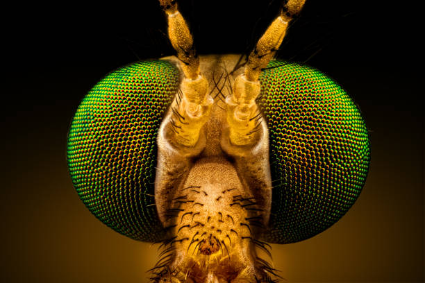istock Green Eyed Crane Fly 695704492