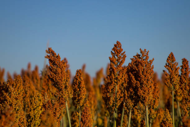 istock Sorghum Plantation industry 695705174