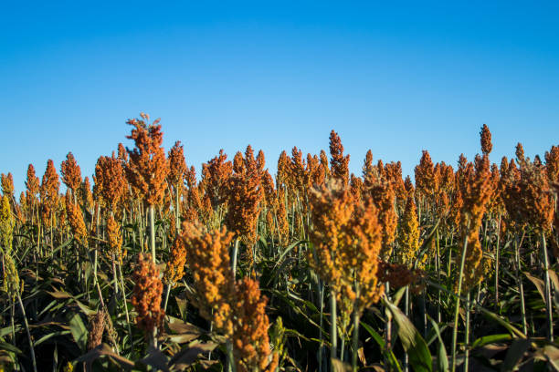 istock Sorghum Plantation industry 695705284