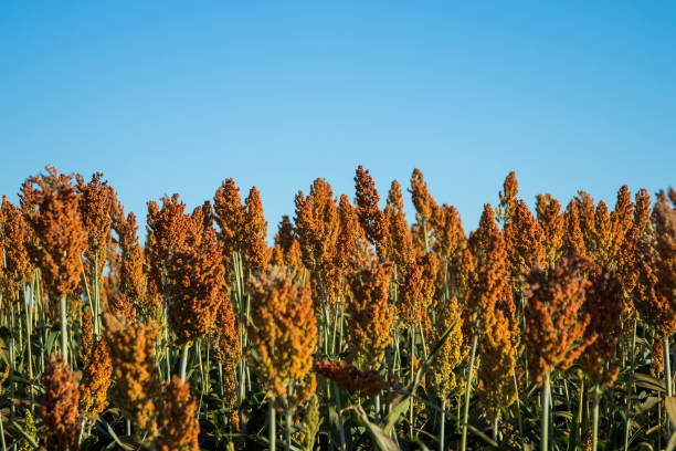 istock Sorghum Plantation industry 695707532