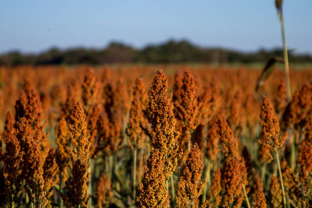 istock Sorghum Plantation industry 695707976