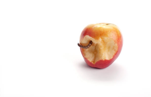 robak jabłkowy - apple biting missing bite red zdjęcia i obrazy z banku zdjęć