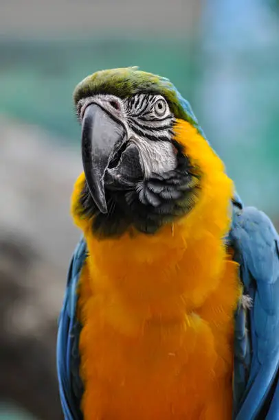 Photo of Blue and yellow macaw parrot portrait