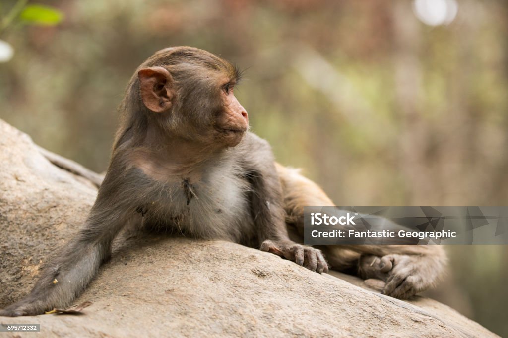 Lying Rhesus Macaque in Sundarbans 2 A lounging Rhesus Macaque on a large mangrove tree in the Sundarbans. Animal Wildlife Stock Photo
