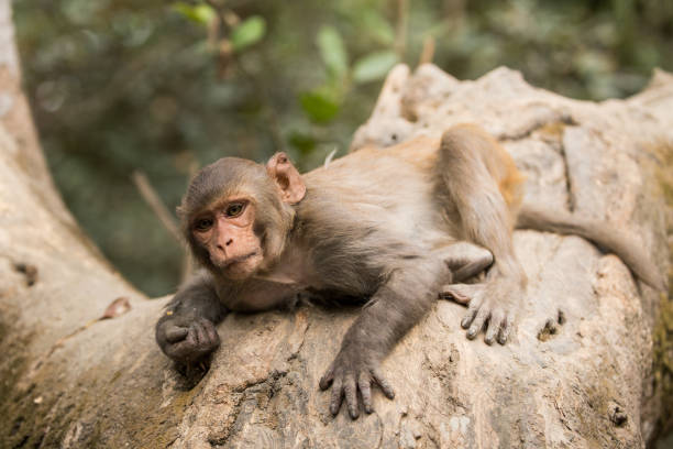 istock Lying Rhesus Macaque in Sundarbans 3 695714968