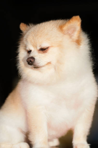 istock Fluffy Pom Pomeranian dog small pet friendly. 695717932
