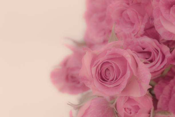 istock Pink roses Bouquet. soft background. 695721204