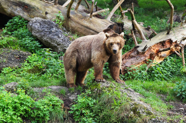 istock The brown bear on the grass and stones background. 695722072