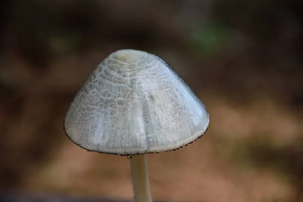 Photo of Wild white mushroom