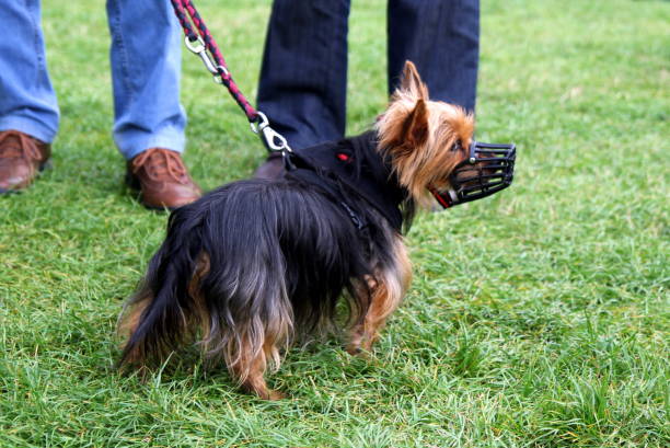 el perrito de pelo largo en un bozal está caminando en un parque. - bozal fotografías e imágenes de stock