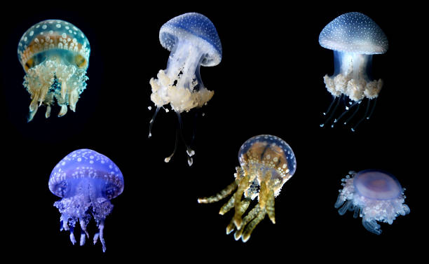 istock Jellyfish species over black background 695725592