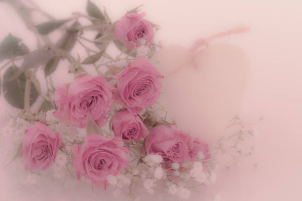 Pink rose flowers on background blurry pink roses flower in the garden. Nature background
