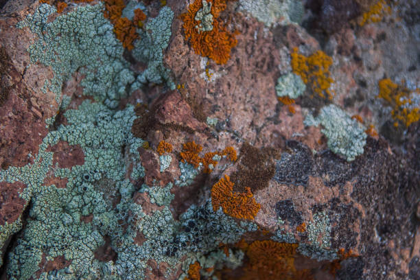 istock Stone texture. Rock natural background close up 695728260