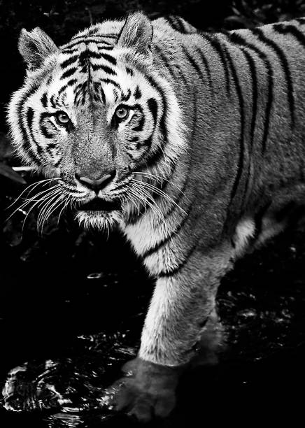 istock Eye of the tiger 695732762