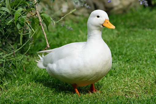 White Call Duck / Callduck on Grass. UK.