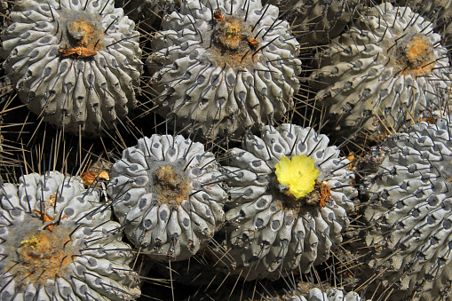 Flowering cactuses in the desert, National Park Llanos De Challe, Atacama, Chile, South America