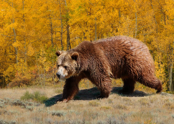 Grizzly bear walking through meadow with golden aspen trees in autumn
