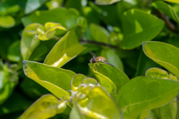 Episyrphus belteatus hoverfly insect macro on a leaf