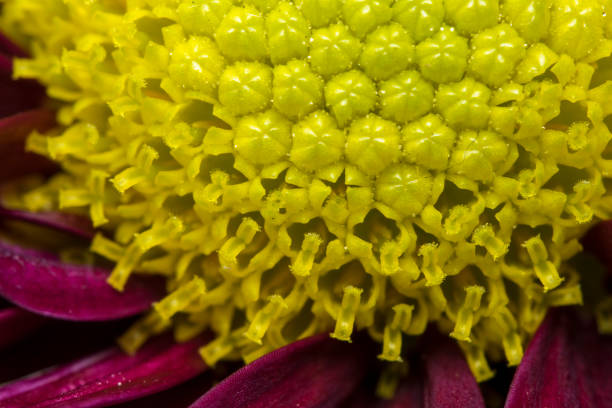 Yellow stamen on little purple flower