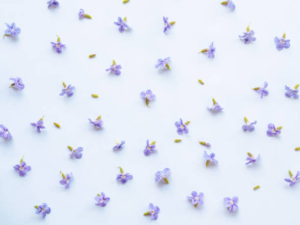 istock Top view of pattern with little flower lilac on white background 695740558