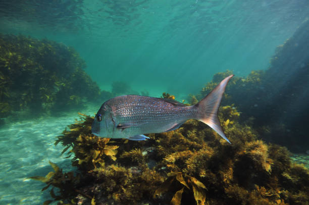 istock Snapper and sea weeds 695740642
