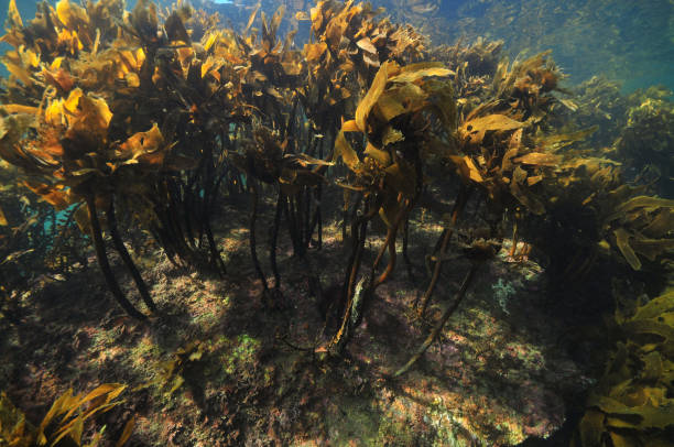 istock Forest of Ecklonia brown kelp 695740836