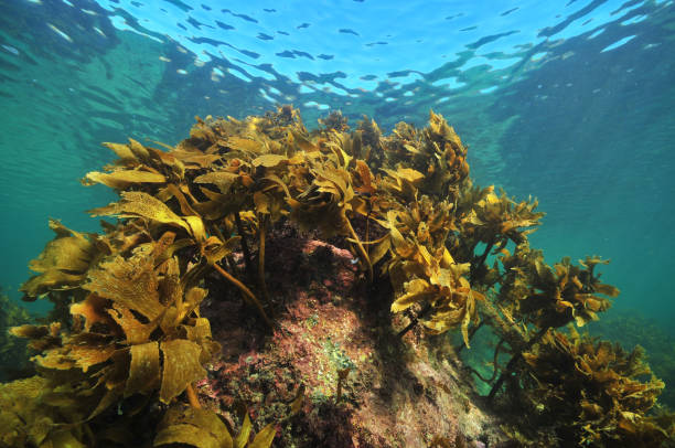 Brown Ecklonia kelp on rock stock photo