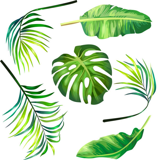 Set of botanical vector illustrations of tropical palm leaves in a realistic style. Set of botanical vector illustrations of tropical palm leaves in a realistic style. Print, template, design element drawing of a dates fruit stock illustrations