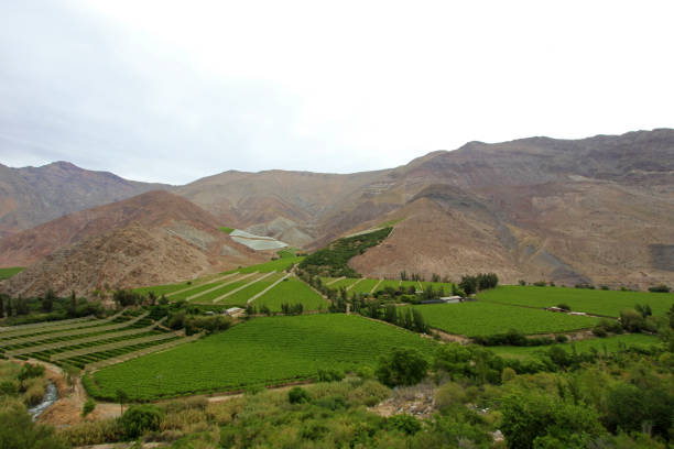 viñedos de pisco en el valle de elqui, chile seco - vinos chilenos fotografías e imágenes de stock