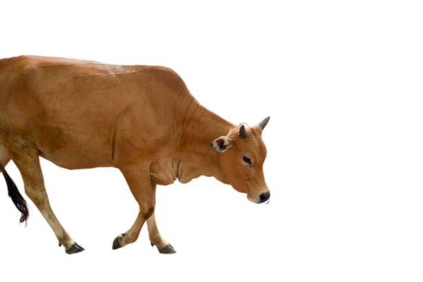 Cow walking and isolated white background