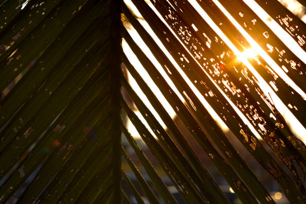 istock Silhouette coconut leaves and sun light from sunset with the blur temple background 695741580
