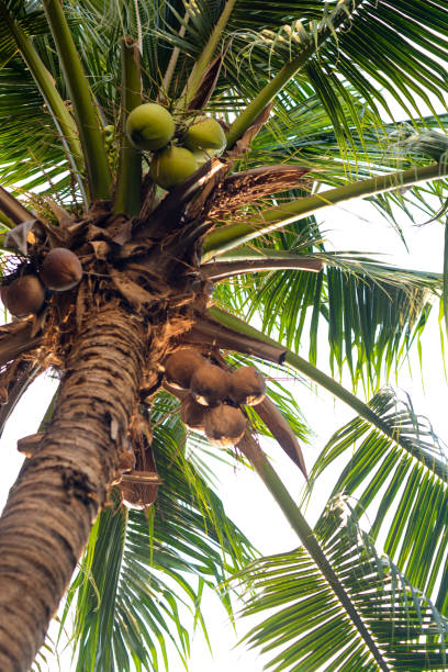 istock Coconut tree with fruits,leaves and white sky background 695741640