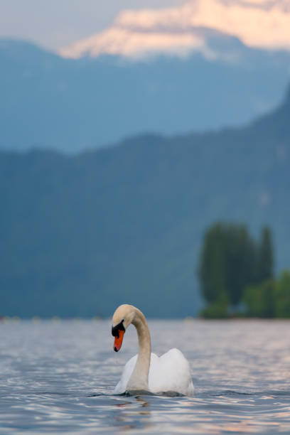 istock The swan and the lake 695743764