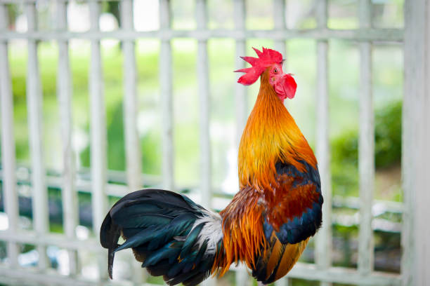 istock Chicken bantam ,Rooster crowing with nature background 695744012