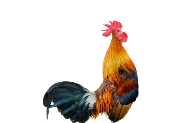 istock Chicken bantam ,Rooster crowing isolated on white 695744018