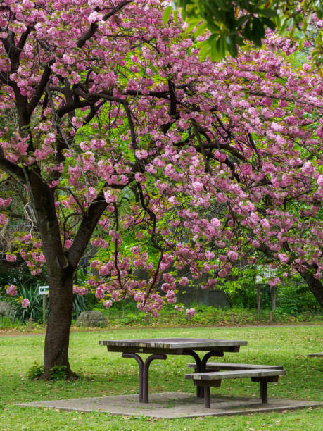 istock Cherry blossoms in Japan 695745386