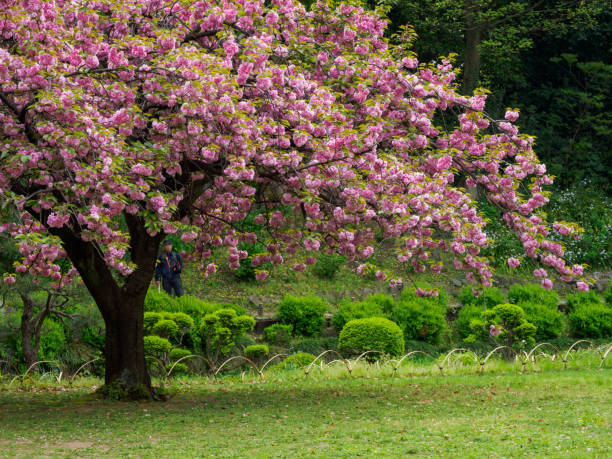 istock Cherry blossoms in Japan 695745396
