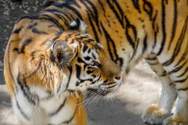 istock animal beautiful young tiger 695749326