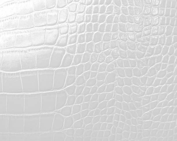 istock Crocodile skin texture in white color, modern bright white background. 695749630