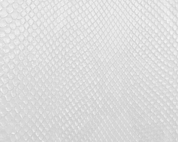 texture della pelle di serpente in colore bianco, sfondo bianco brillante moderno. - frame pattern design leather foto e immagini stock