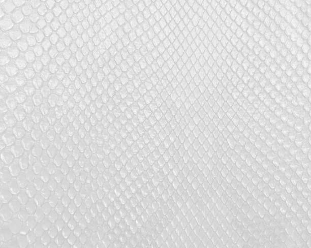 Snake skin texture in white color, modern bright white background.