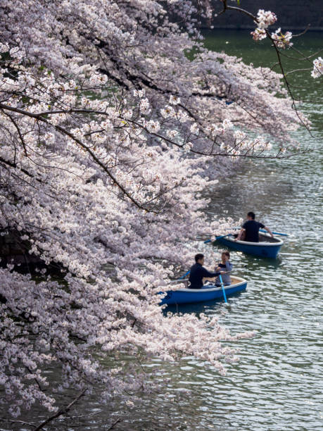 istock Cherry blossoms in Japan 695750568
